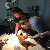 Veterinary treatment on kinkajou (BWRC veterinary interns)