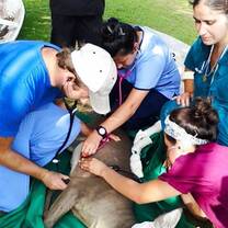 Vet students assisting Dr. Isabelle with manatee at Wildtracks