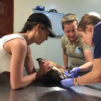 Vet students assisting in restraint and examination