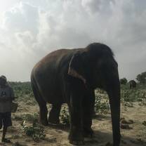 Walking with the elephants at Wildlife SOS