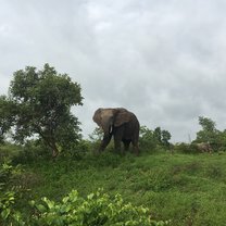 Seeing wild elephants on the safari at Mole National Park