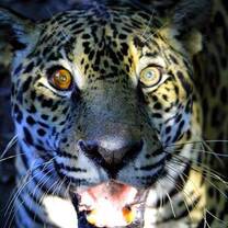 Veterinary study abroad visits the Belize Zoo