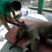 Elephant calf undergoing treatment at the sanctuary