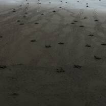 Turtle Release 