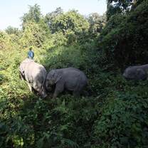 Elephants being led along a trail