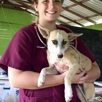 Pre-veterinary study abroad students at spay and neuter clinic