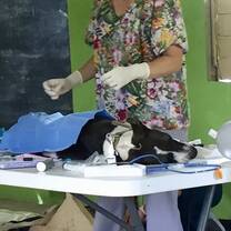 Dr. DeBolt, study abroad teaching faculty, at spay and neuter clinic