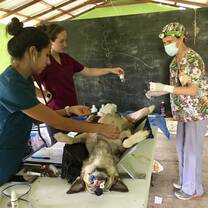 Veterinary study abroad students at spay and neuter clinic