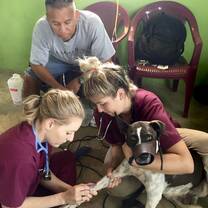 Veterinary study abroad students at spay and neuter clinic