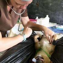 Clinical work with wildlife