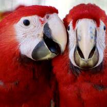 Scarlet Macaw rearing and release program with BWRC and FCD