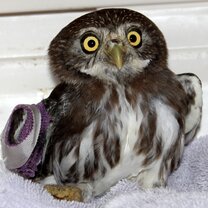 BWRC Owl patient with broken wing