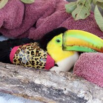 BWRC Toucan patient with broken wing