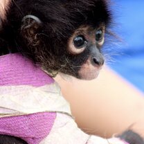 BWRC Spider monkey patient with broken arm