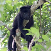 Wild Howler at CBS