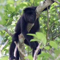 Wild Howler at CBS