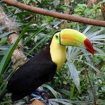 Keel Billed Toucan