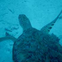 Veterinary study abroad meets the caribbean!