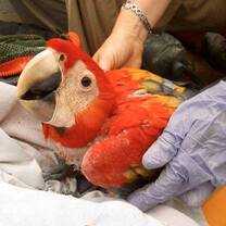 Scarlet Macaw health checks by BWRC veterinary staff