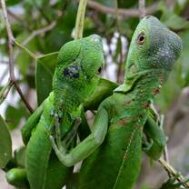 Reptile rehab at BWRC