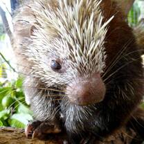 Petunia the porcupine at BWRC