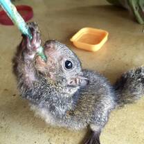 BWRC wildlife medicine & rehab