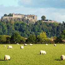 Sheep grazing in front of historical building