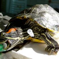 Reptile medicine at BWRC