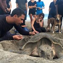 Learning about sea turtles is an important part of the program.