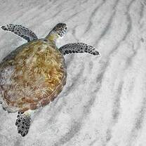Sea turtle gliding through the waters near El Jobo.