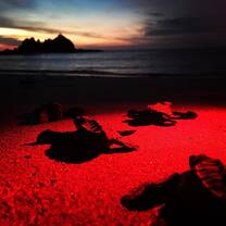 Sea turtle hatchlings head to the sea.