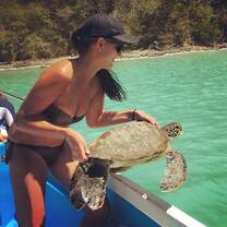 Tagging turtles for research.