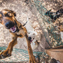Volunteering with Street Dogs of Puerto Escondido