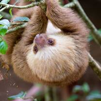 Sloth hanging upside down