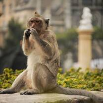 Vietnam: Ecology & Conservation