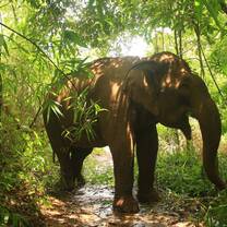 One of our rescued gentle giants playing around!