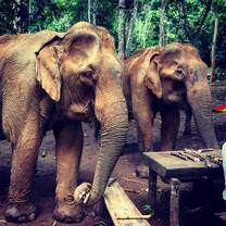 Two of our beautiful girls visiting the sanctuary - where you will be living!