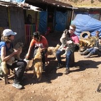 Dog shelter