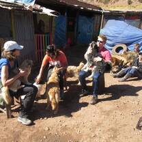 Dog shelter