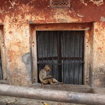 A monkey hangin' out