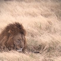 Lion on safari