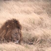 Lion on safari
