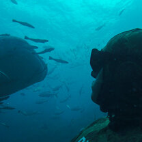 Whale Shark encounter when Freediving on Sail Rock