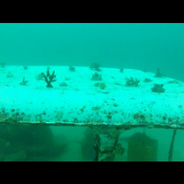 Corals Tranplanted