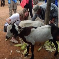 Milking a goat in Kanye, Botswana