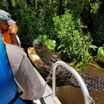 Alligator in Water on Airboat Tour