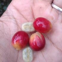 Coffee beans