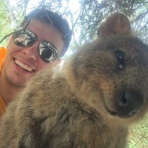 Quokka