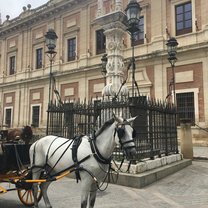 Horse carriages outside of the Cathedral 