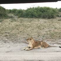 Lioness